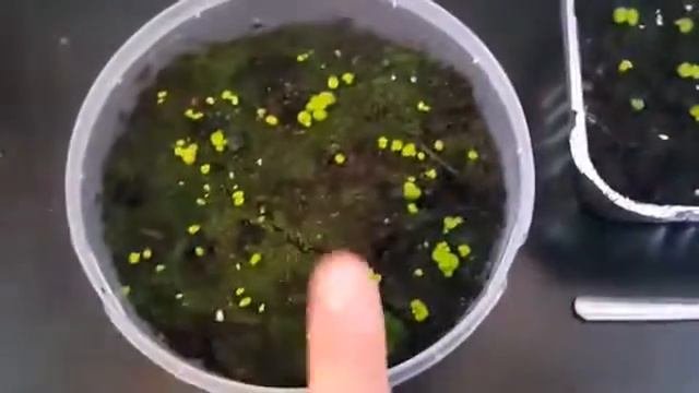 Выращивание Фиалок из семян  Пересадка всходов фиалок  Часть 5
