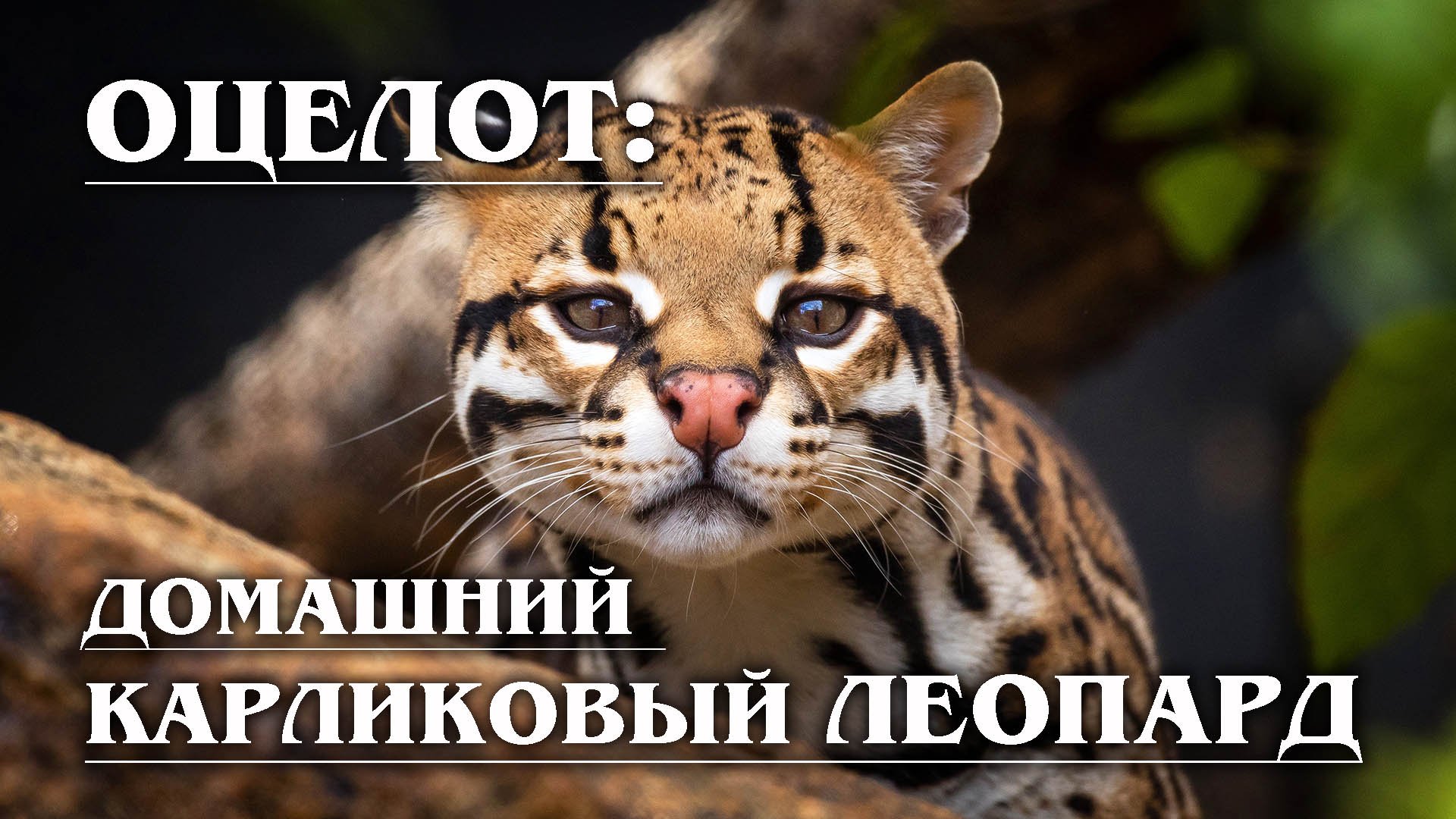 ОЦЕЛОТ: Домашний леопард с «ложными глазами» | Интересные факты про кошек и животных