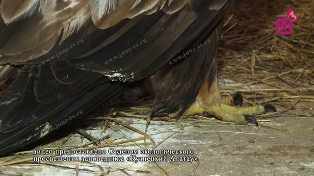 Беркут вернулся в небо смотреть онлайн