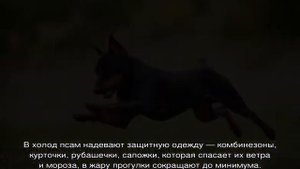 Карликовый пинчер (цвергпинчер): характеристика мини-породы