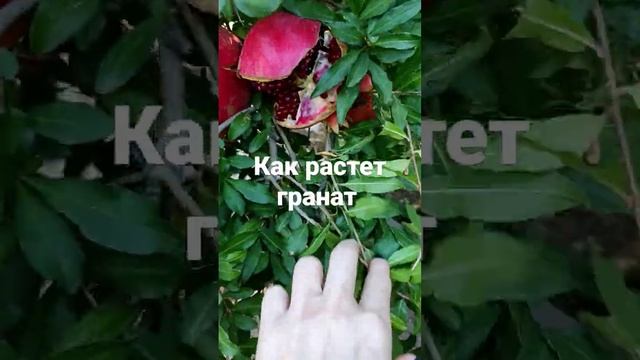 Как растёт гранат в домашнем саду #гранат #алания #турция #какрастётгранат