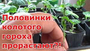 Половинки колотого гороха проросли в рассаде баклажанов