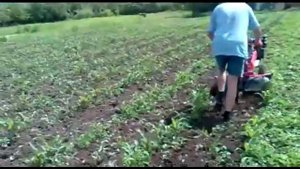 Прополка кукурузы мотоблоком Кипор з активной фрезой