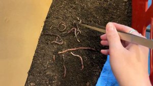 Как размножаются дождевые черви. Биогумус для растений в домашних условиях.