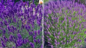 КЛУМБА ЦВЕТУЩАЯ все ЛЕТО! Посадите эти растения, они будут цвести с весны до осени