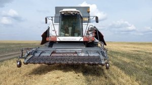 Уборка урожая ячменя 2022. Урожайность 13 ц с га, влажность 13.7.