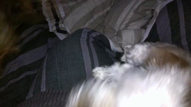 Silky terrier vs. Miki смотреть онлайн