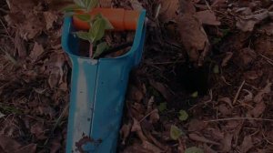 Будет много мяты! Как пересадить и размножить мяту