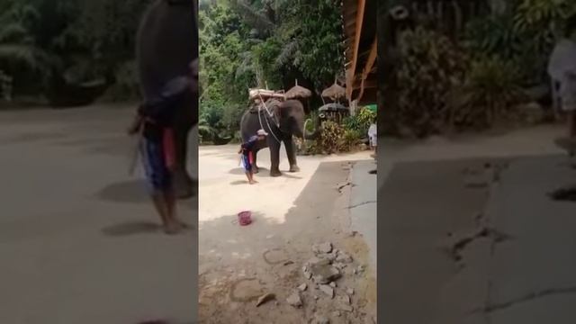 Выступление слонов в Тайланде. Слоновья ферма. Шоу слонов.