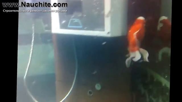 Самые необычные аквариумы. Фото 12-ти самых необычных аквариумов смотреть онлайн