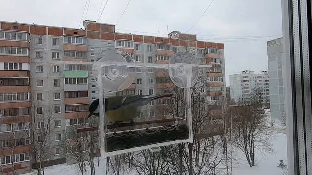 Кормушка для птиц из оргстекла. смотреть онлайн