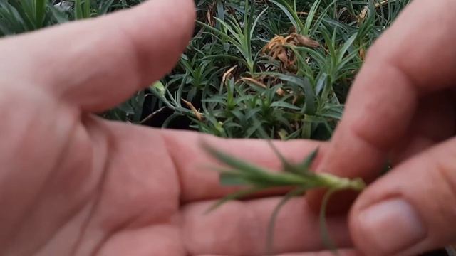 Черенкование гвоздики, как будут зимовать маточные кусты гвоздики. смотреть онлайн