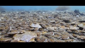 Невероятное скопление морского гребешка