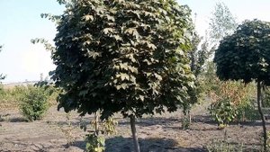 Клён Шаровидный Globosum | Plante.md
