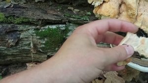 Трутовик серно-желтый (ТСЖ). Весенний грибной сезон в разгаре!