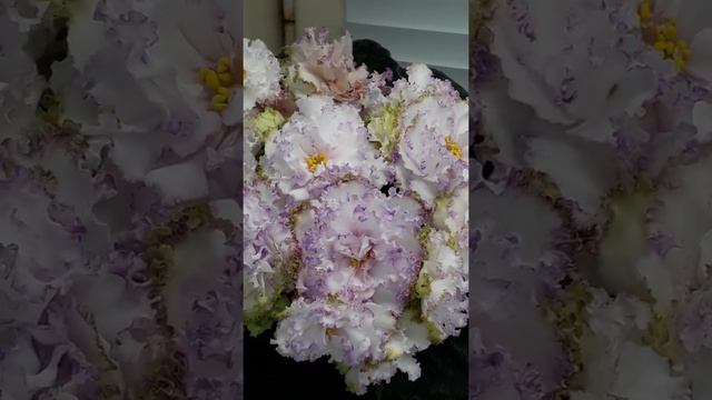 Фиалка Фея смотреть онлайн