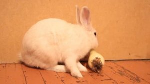 Кролик ест лук