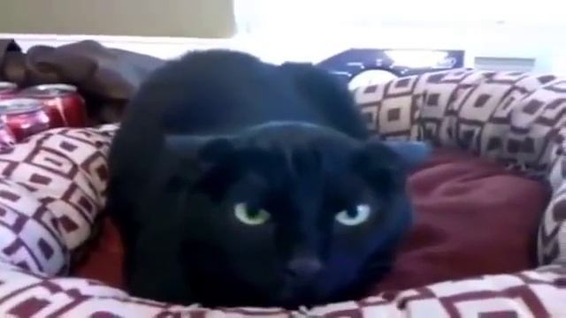 Легендарно -Говорящие Кошки. смотреть онлайн