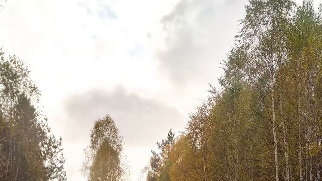 Таёжный вояж