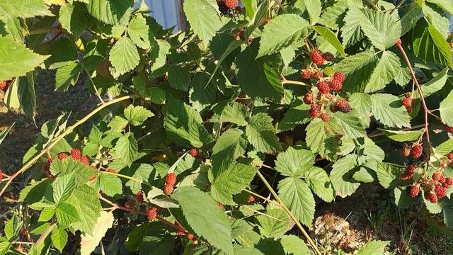 Как вы думаете,почему я люблю этот день ? смотреть онлайн