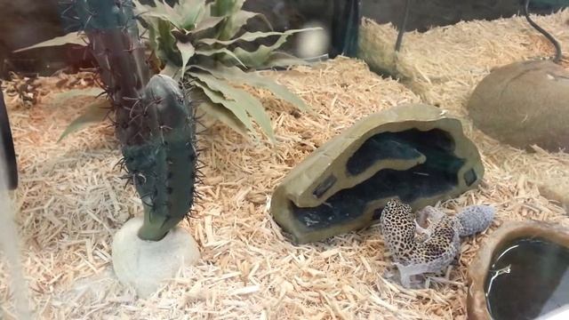 Животный магазин смотреть онлайн