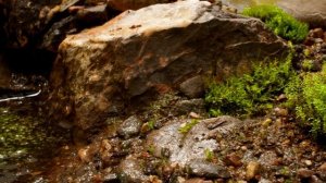 Эволюция растений: первые растения на Земле