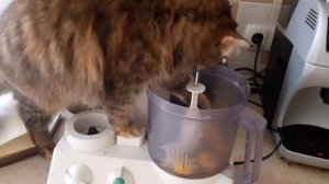 Кошка ворует яйца