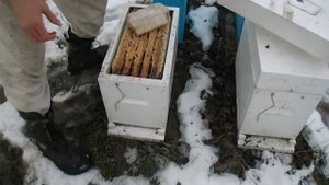 Зимовка пчёл в полистирольных 3-х и 6-ти рамочных разгонных ульях Лысонь.