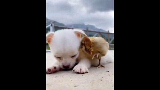 Животные домашние для детей #дети #котэ #синийтрактор #синитрактор #собака #корова #кот #котики