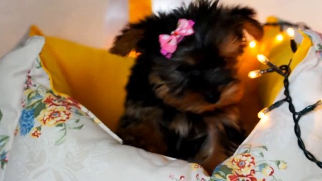 Чудесная нежная девочка Йорк / Купить щенка йоркширского терьера / Щенок йорка смотреть онлайн