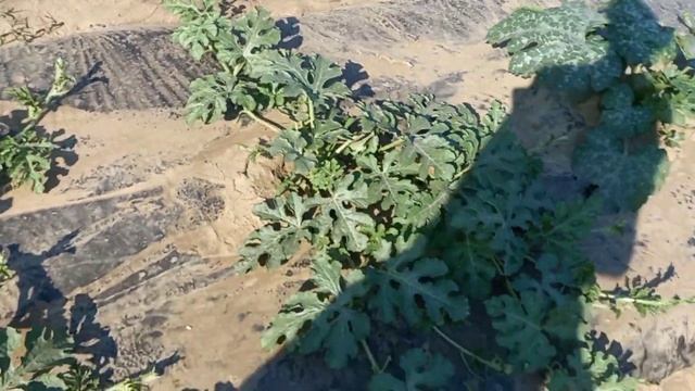 Выращивание арбузов в Брянской области. Будет ли урожай?
