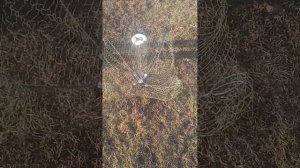 @хапуга для живца,рыбалка на хапугу, хапуга,