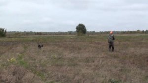 Дратхаар София на охоте приучаем к биперу на стойке. Успешно!