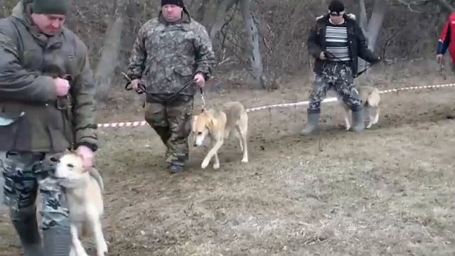 Выставка собак охотпород Воробьевка ( 2023) смотреть онлайн