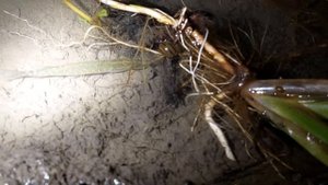 Рыбалка на Миусе. Технопланктон толстолобиг. Ловля толстолоба 2022.