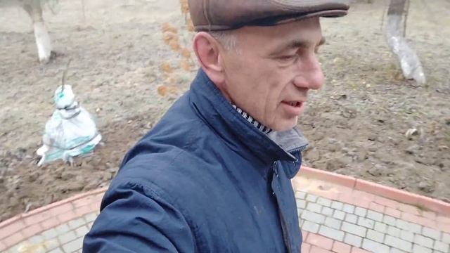 Обрезка малины осенью,стрижка под мартышку.#дача#малинаобрезать#огород