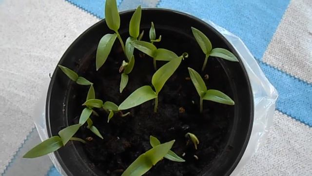 ПЕРЕЦ - ВСХОДЫ. смотреть онлайн