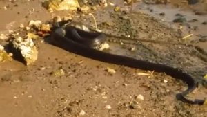 Переволоки Самарская обл.