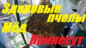 _Больные_ пчелы со слов критиков пчеловодных - весной бурно и мощно развиваются.