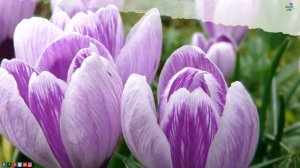 Сборник невероятно красивой, завораживающей музыки для души! Восхитительная мелодия нежной любви