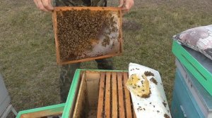 Зимовка Бакфаст В74 из Германии.Эксперемент,расширение уже в Феврале.