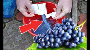 Опрыскайте этим виноград осенью в сентябре октябре от всех вредителей и болезней!