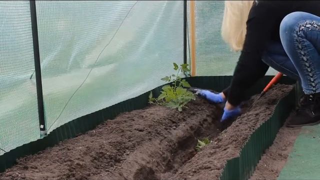 Для Басмы...Посадка помидоров лежа. смотреть онлайн