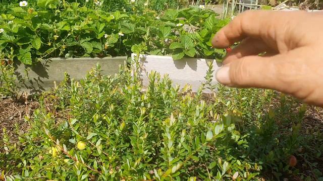 20240811_101148.mp4Как растет клюква. смотреть онлайн