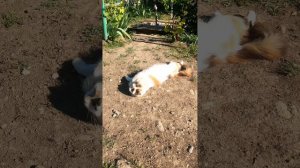 Кошка принимает грязевые ванны