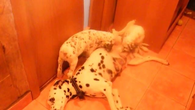 Далматинцы играют. смотреть онлайн