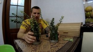 Как размножить жимолость блестящую? Самый простой 100% способ