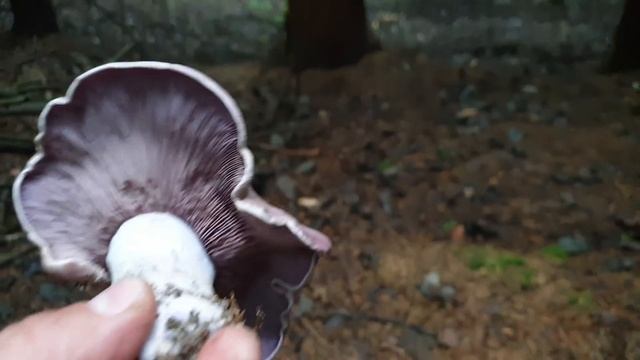 БЕЛЫЕ ГРИБЫ ПОШЛИ ! УРА ! Грибы 2021 ! смотреть онлайн