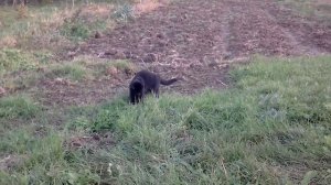 Мой кот ловит мышей и делает разные трюки с ней!