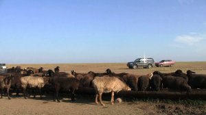 ООО Волгоград Эдильбай. Ремонтные ярки Возраст 15-16 месяцев